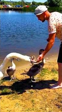 Mama swan thanks her rescuers 🥹❤️
