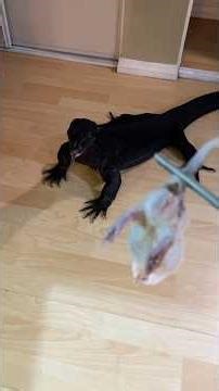 Papa My Monitor Lizard Chases A Rat! 🐀🐍 #shorts #lizard #reptile