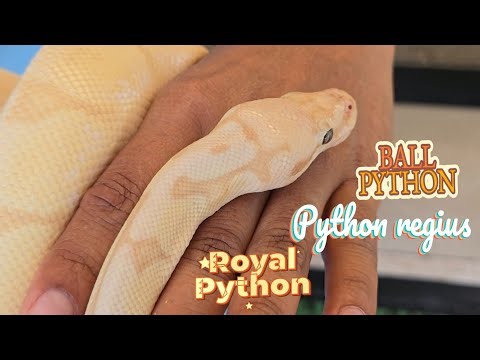 🐍 ബോൾ പൈത്തൺ 🐍 Ball Python 🐍 Python regius 🐍 The Majestic Royal Python of Africa 🐍