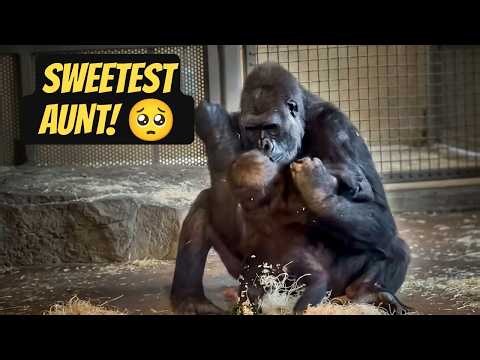 When a Goofy Gorilla Becomes the Sweetest Aunt to a Baby Gorilla! 🦍❤️