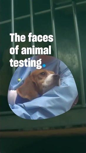 The faces of animal testing