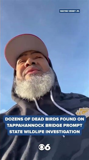 Dozens of dead birds found on Tappahannock bridge prompt state wildlife investigation