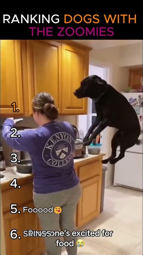 RANKING DOGS WITH THE ZOOMIES💨 #shorts