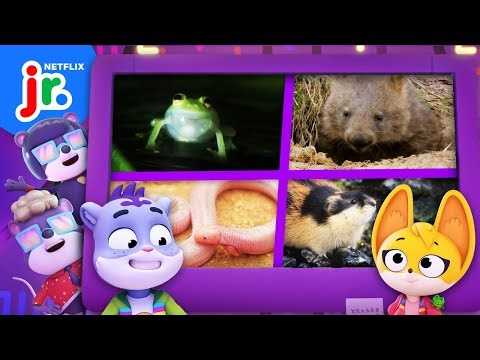 Learn Animal Facts with Sam & Kit 🐾 Fact Files Compilation | The Creature Cases | Netflix Jr