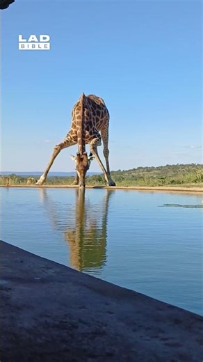 Why does a giraffe drinking water look so awkward? 🤣 (🎥: ViralHog)