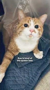 Four Kittens Tumble Out of Hay Bales at a Distillery — And Decide To Stay | The Dodo