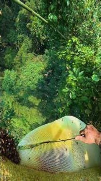 natural honey #climbing #honeybeedance #nature #honeybeesting #honeybird