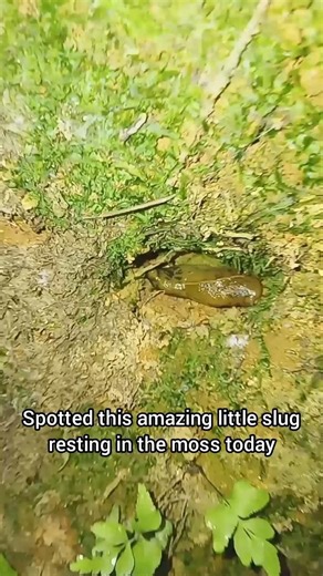 Inside the World of a Gastropod: The Secret Life of a Slug 💧🔬 #slug #shorts
