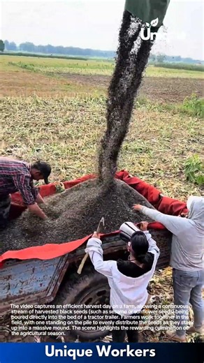 Mass Harvesting Black Sesame Seeds on a Large Scale Farm