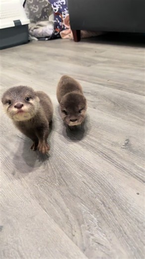 Baby Otter Room Tour: Meet the Baby Otters at Westmeister Farm