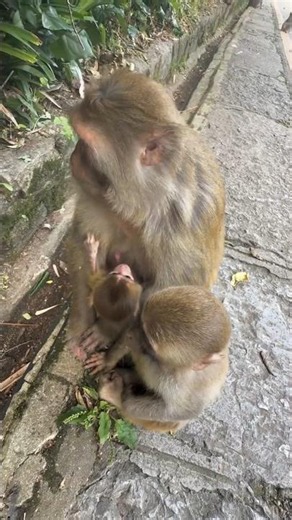 Newborn Baby’s First Precious Moments 🐵❤️ #KnowledgeSharingPlan