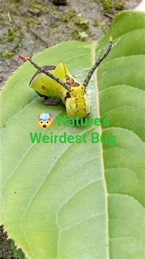 🤯 Alien-Like Treehopper Insect Found! Nature’s Strangest Creature 🌍🔥