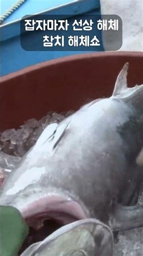 잡자마자 선상 해체 참치 해체쇼 #골라듄다큐 #shorts