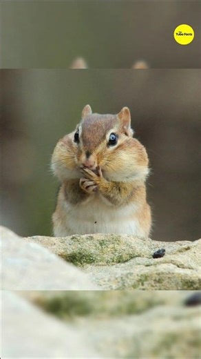 How Chipmunks Store Food Inside Their Cheeks? || #ytshorts #shorts