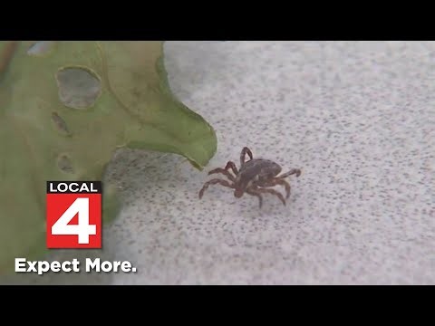 Tick bites are surging. Here's why doctors are worried about Michigan