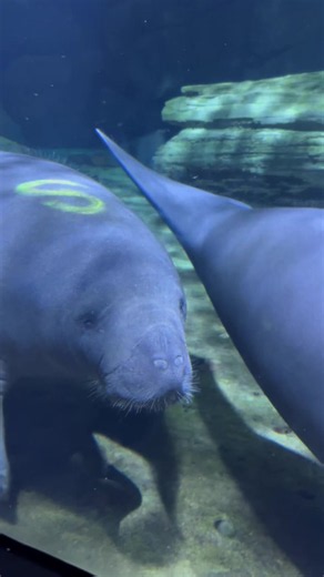 We welcomed 3 new rescued manatees over the weekend! Meet Smidge, Tuglet, and Zimomo! These rescued males will rehab here until they are big & strong enough to be returned to their native Florida waters. They will temporarily share the pool with current Manatee Springs residents Slushie and Alfred until they leave to start their journey back to native Florida waters. A mass manatee shuffle earlier this week involving several members of the Manatee Rescue & Rehabilitation Partnership (MRP) has br