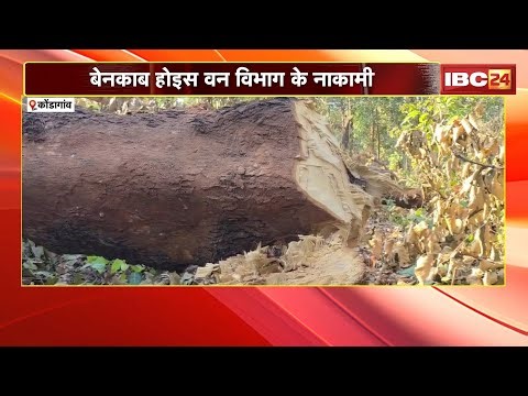 Kondagaon News : 2 हजार 438 पेड़ के अवैध कटाई | बेनकाब होइस वन विभाग के नाकामी