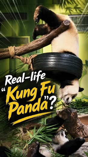 Think pandas just eat and nap? Meet acrobatic panda Meizhu, who wows visitors with gravity-defying moves that earn comparisons to Kung Fu Panda. #Panda #KungFuPanda #CuteAnimals #China #Wildlife https://t.co/oNHnWWIe1N