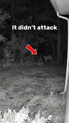 It Didn’t Attack. It Just Watched #cctv #cctvfootage #mountainlion #territorialconflict #wolf #short
