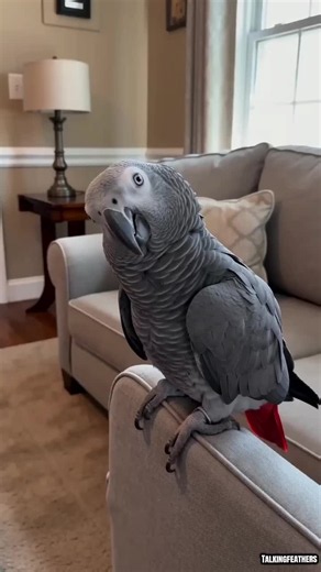 Talking African Grey Parrot: Funny, Angry & Surprising Phrases