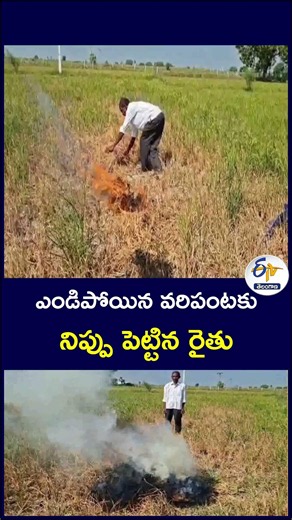 ఎండిపోయిన వరిపంటకు నిప్పు పెట్టిన రైతు #FarmerIssues #DriedPaddyCrop #CropLoss