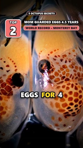 Did an Octopus Really Escape to the Sea? 🐙 #shorts