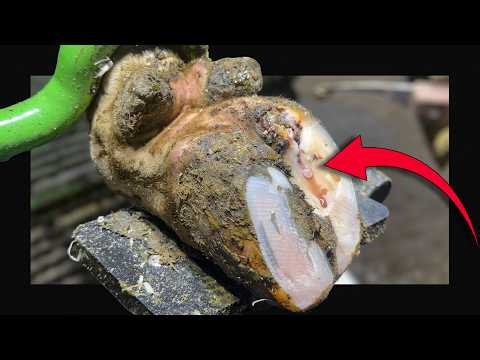 A Spluttering, Bubbling Cows Hoof Is NEVER Good!!