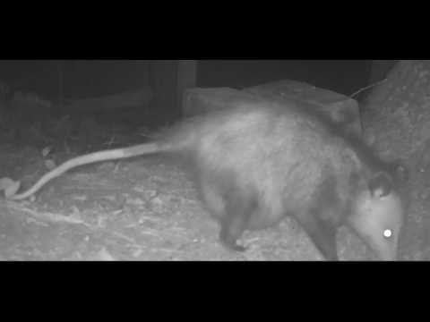 Mama Opossum with Huge Pouch on Night Patrol — Full Safety Sweep at the Sanctuary