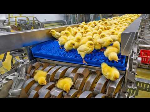 Inside a Chicken Mega Factory 🐔 | Advanced Egg Incubation & Broiler Farming Process (USA)