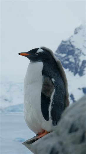 National Geographic Animals on Instagram: "There are 18 different species of penguin, and we love every single one 🫶"