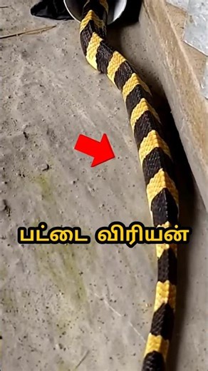 இந்த பாம்பு எப்போது வேட்டையாடுகிறது? |The most beautiful and dangerous snake in this world