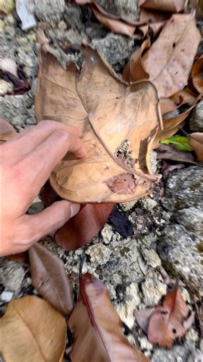 Finding a Colorful Gecko Under a Leaf #gecko #animals #animals #shorts