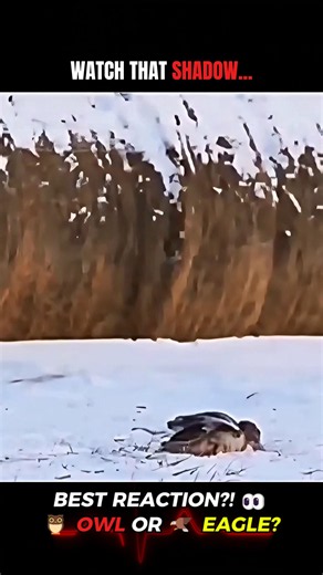 This Eagle's MID-AIR Flip Was INSANE! 🦅😱