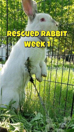 Rescued Rabbit Week 1 #rabbit #bunny #rabbitrescue #animal