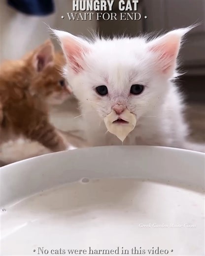 Others Cats vs Disabled Cat 😢❤️#shorts #catlovers #petlovers #cute #cat #emotional #cats