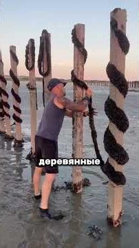 A unique mussel farm