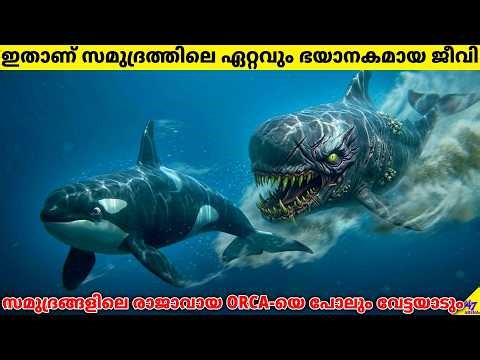 Pilot Whales: Most Dangerous Ocean Creature In The World (Even Orcas Fear Them) | 47 ARENA