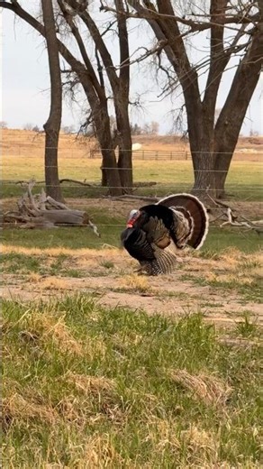 45 days of Turkeys in 22 seconds…