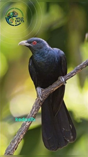 LAHIR UNTUK MEMBUNUH: Misteri Burung Kedasih #AlamSemenit