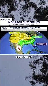 Monarch Butterfly Migration