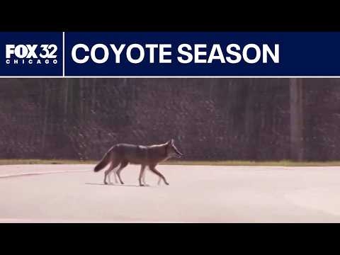 Coyotes on the loose: What to know during pup-rearing season