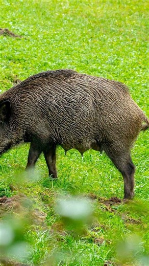 Feral Hogs Are Causing Trouble In Texas Cities As Officials Consider New Tactics