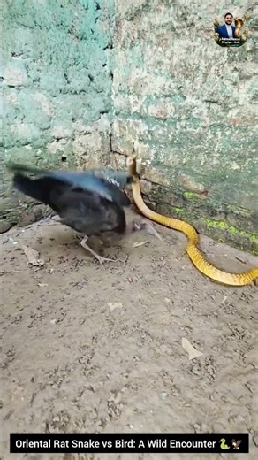 Oriental Rat Snake vs Bird: A Wild Encounter 🐍🦅 #snake #wildliferescue #wildlifeentertainment