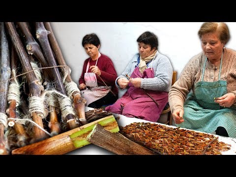 Grafting grapevines: The craft that saved vineyards and wine from extinction in Europe