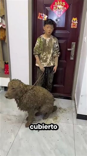 El Niño Le Echó La Culpa Al Perro 🐶😱