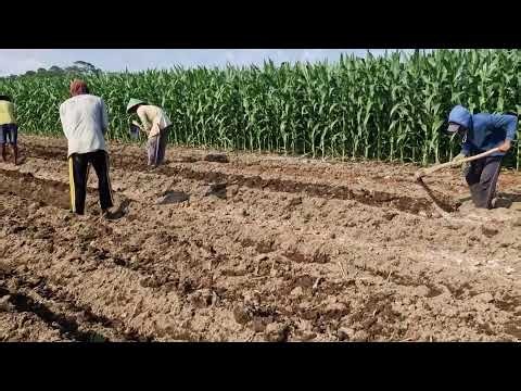 SATISFYING FARM BED PREPARATION WITH SIMPLE TOOLS! BRILLIANT FARMING TECHNIQUE! - agricultural