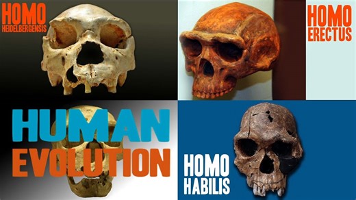 Facts about human evolution