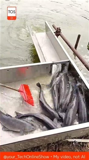 FISH sorting system 🐟💦⚙️ #shorts #skills #technology #satisfying #fishing