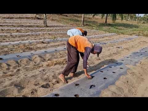 INCREDIBLE FARMING SKILL! THIS FARMER PLANTS CHILIES SUPER FAST! 🌶️⚡ - Agricultural Farming