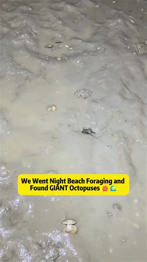 Night Beach Foraging for Giant Octopuses: How We Found Them